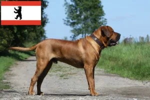 Read more about the article Berlin’de Tosa yetiştiricileri ve köpek yavruları