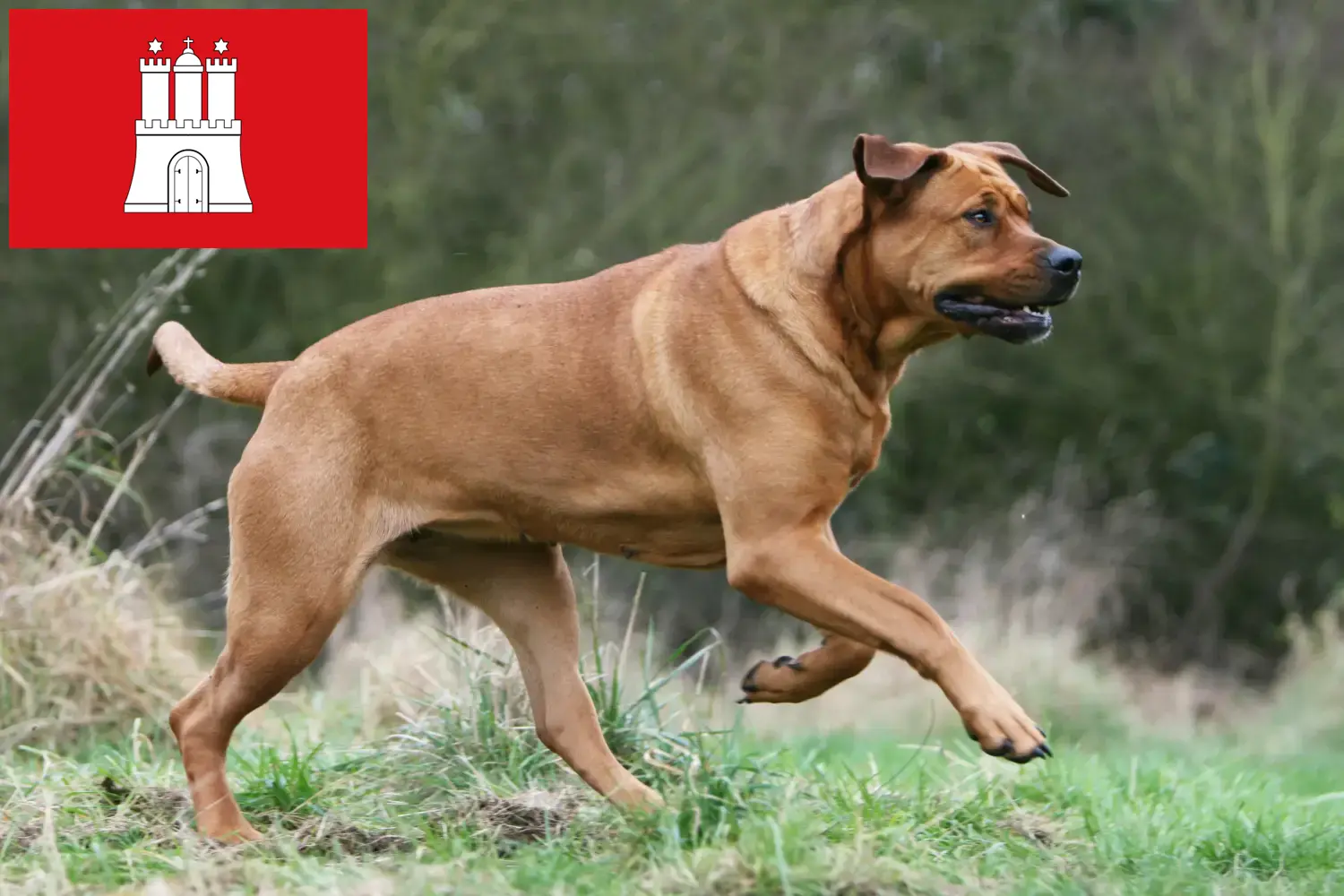 Read more about the article Hamburg’da Tosa yetiştiricileri ve köpek yavruları