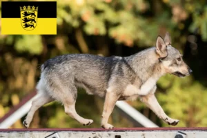 Read more about the article Baden-Württemberg’de Västgötaspets yetiştiricileri ve köpek yavruları