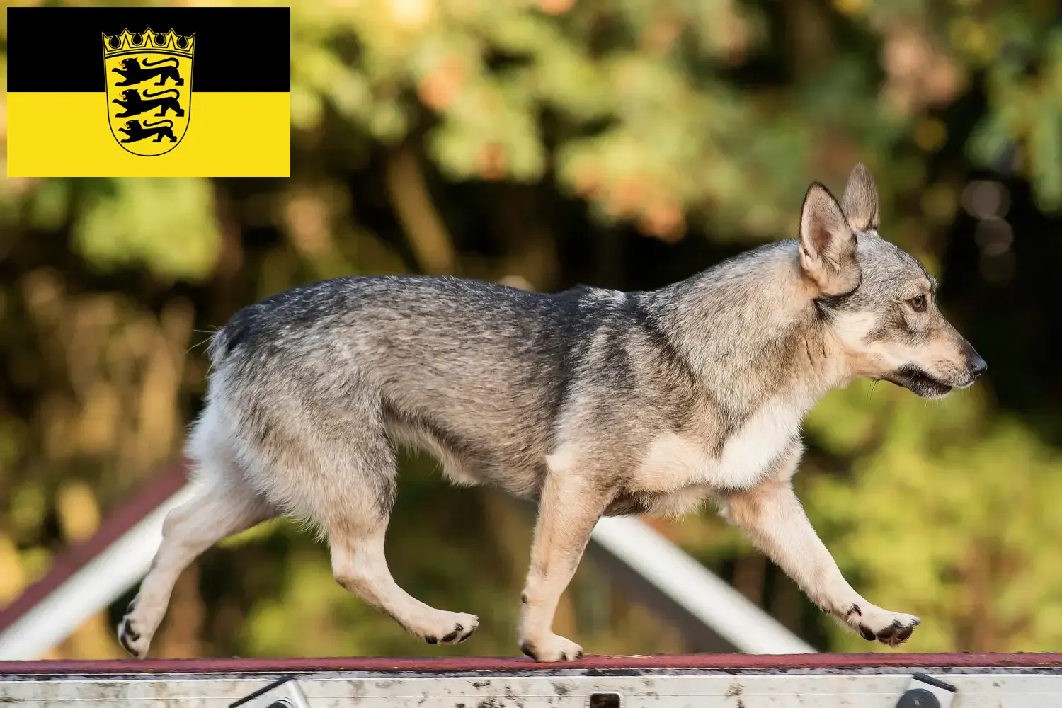 Read more about the article Baden-Württemberg’de Västgötaspets yetiştiricileri ve köpek yavruları