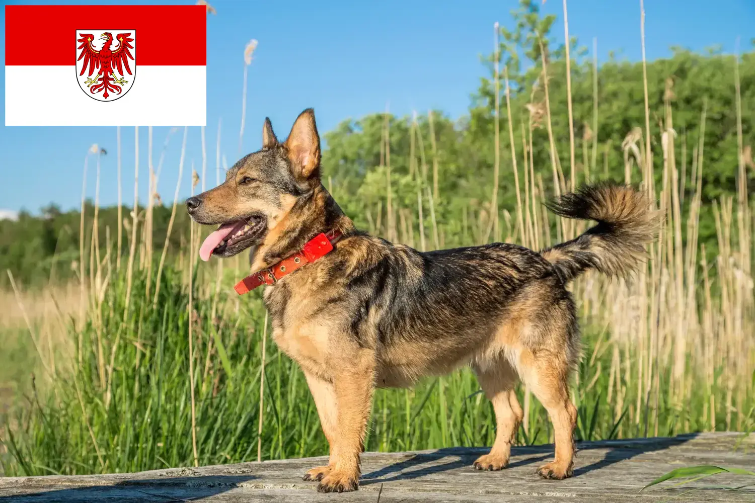 Read more about the article Brandenburg’da Västgötaspets yetiştiricileri ve köpek yavruları