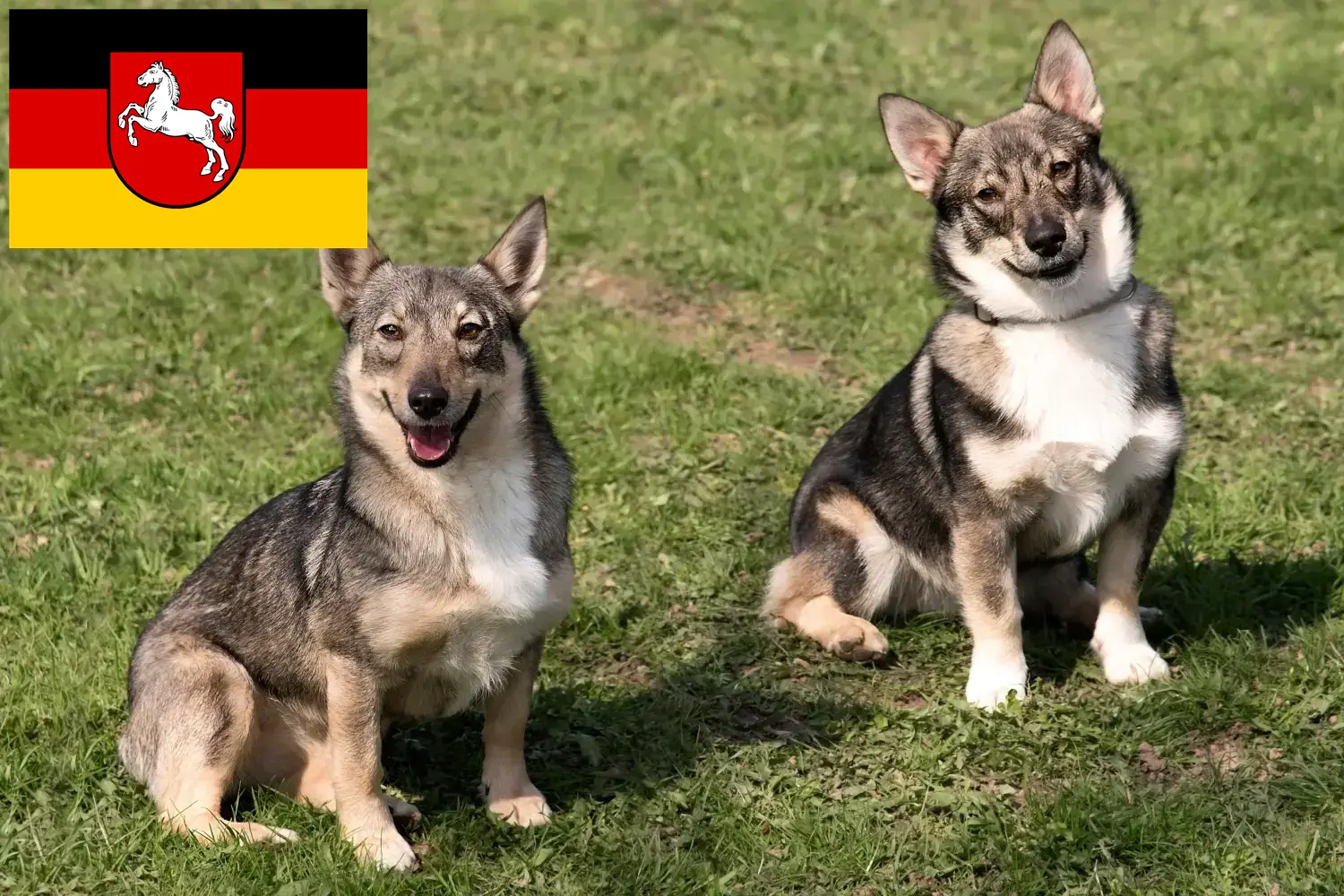 Read more about the article Aşağı Saksonya’da Västgötaspets yetiştiricileri ve köpek yavruları