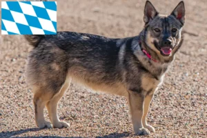 Read more about the article Bavyera’da Västgötaspets yetiştiricileri ve köpek yavruları