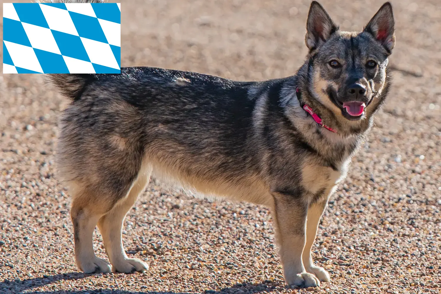 Read more about the article Bavyera’da Västgötaspets yetiştiricileri ve köpek yavruları