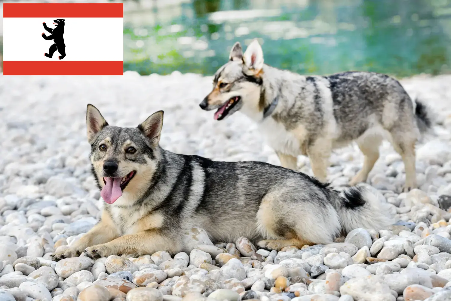 Read more about the article Berlin’de Västgötaspets yetiştiricileri ve köpek yavruları