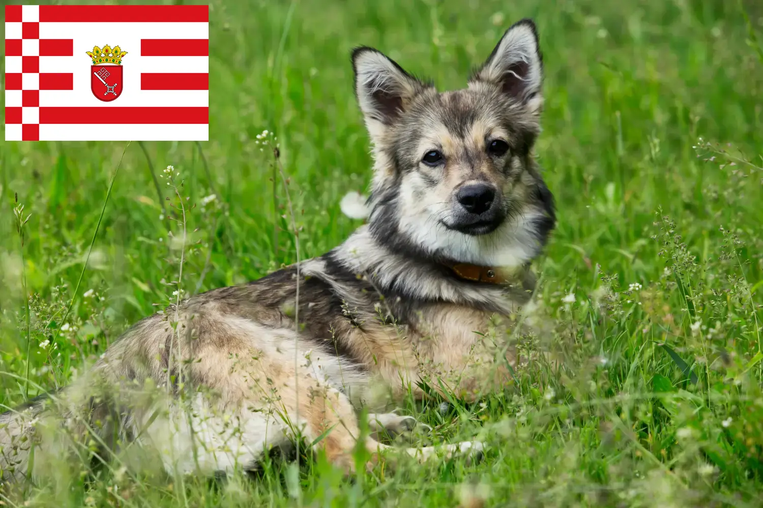 Read more about the article Bremen’de Västgötaspets yetiştiricileri ve köpek yavruları