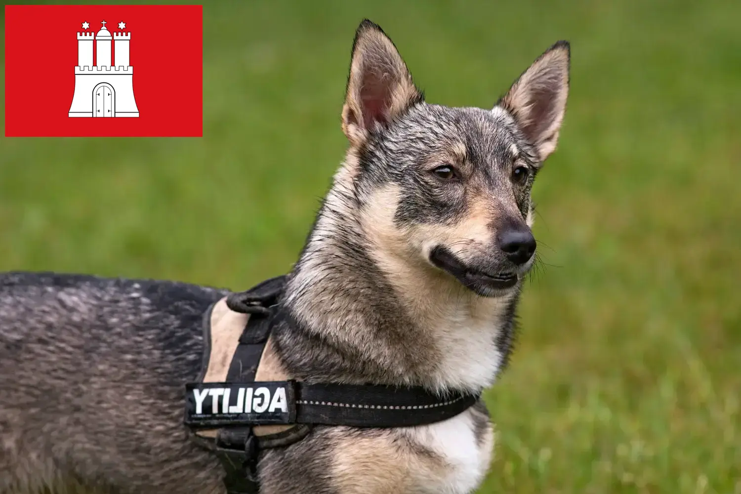 Read more about the article Hamburg’da Västgötaspets yetiştiricileri ve köpek yavruları