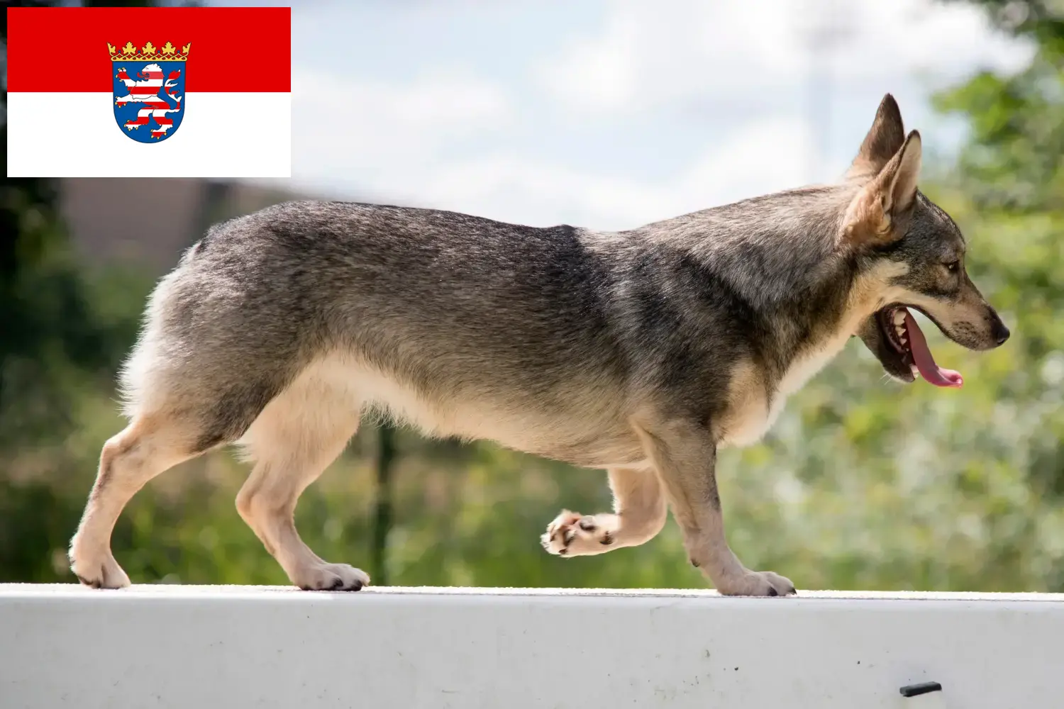 Read more about the article Hessen’de Västgötaspets yetiştiricileri ve köpek yavruları