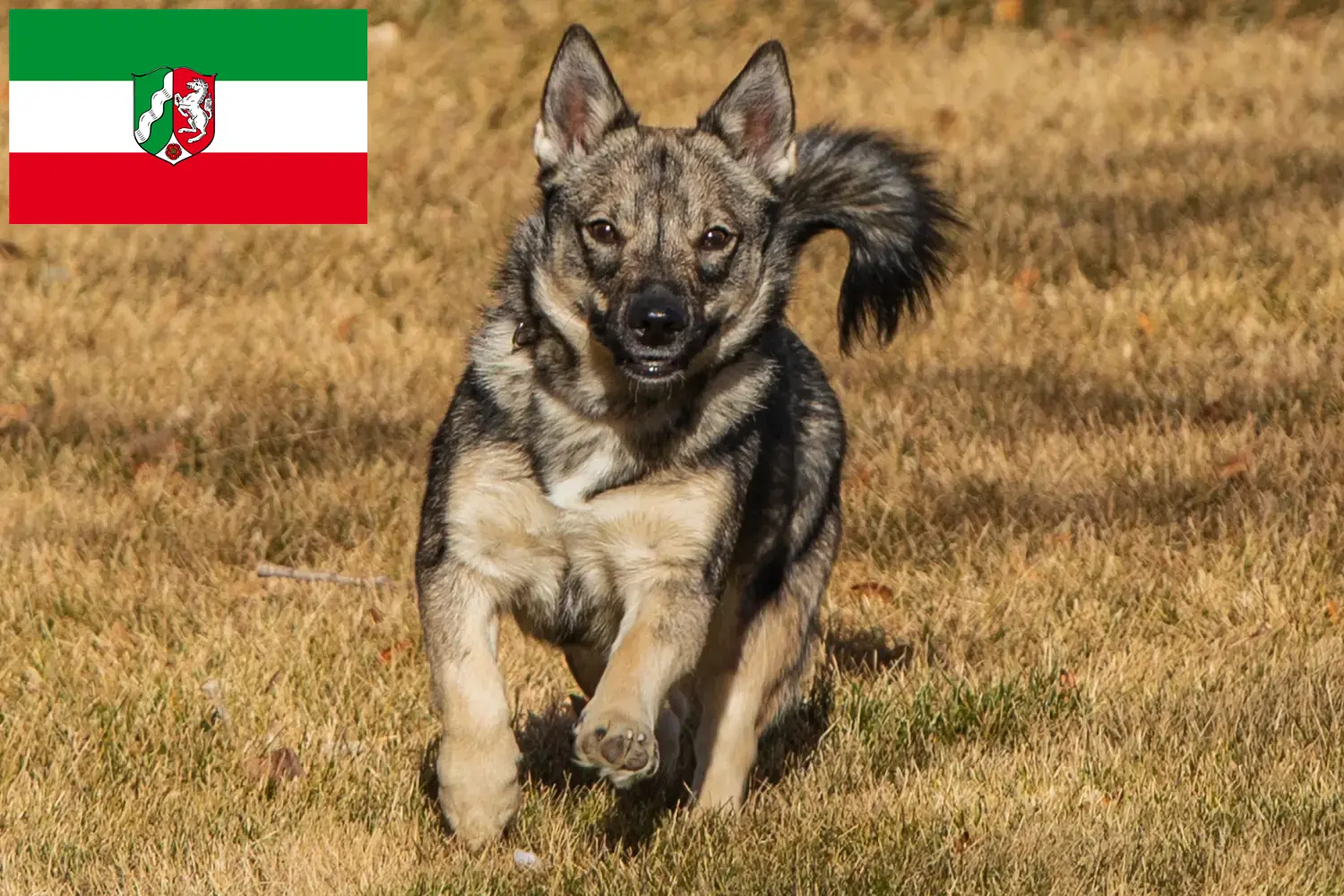 Read more about the article Kuzey Ren-Vestfalya’da Västgötaspets yetiştiricileri ve köpek yavruları