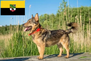 Read more about the article Saksonya-Anhalt’da Västgötaspets yetiştiricileri ve köpek yavruları