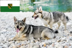 Read more about the article Saksonya’da Västgötaspets yetiştiricileri ve köpek yavruları