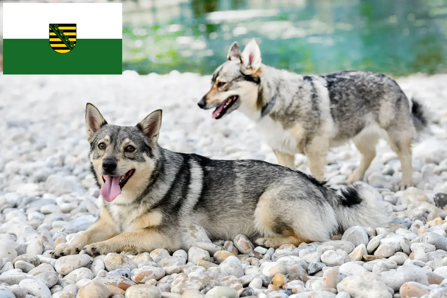 Read more about the article Saksonya’da Västgötaspets yetiştiricileri ve köpek yavruları