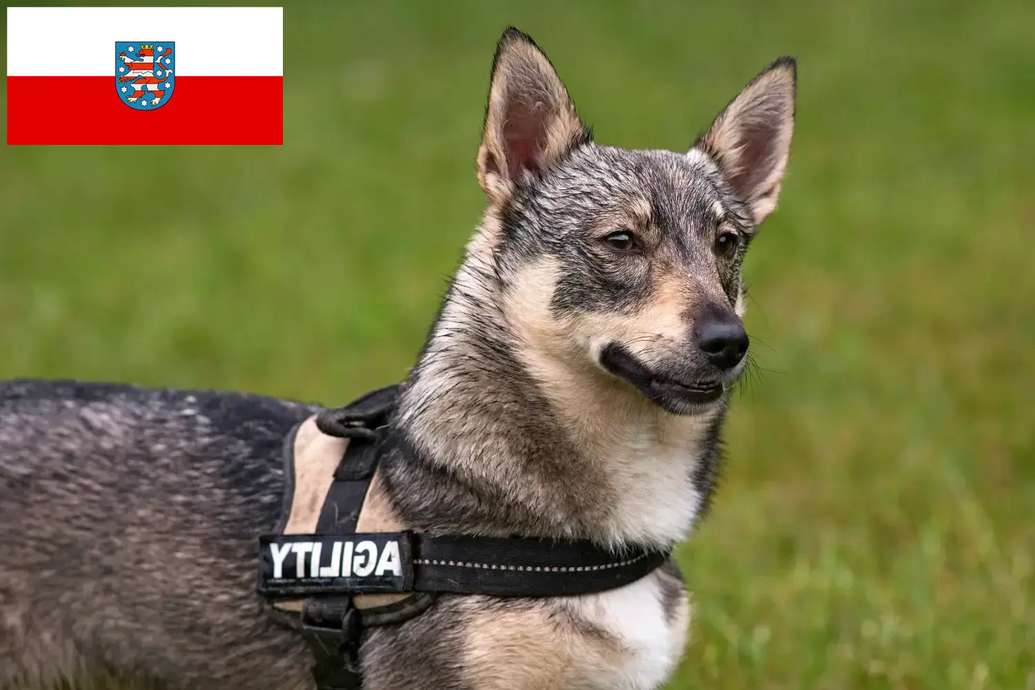Read more about the article Thüringen’de Västgötaspets yetiştiricileri ve köpek yavruları