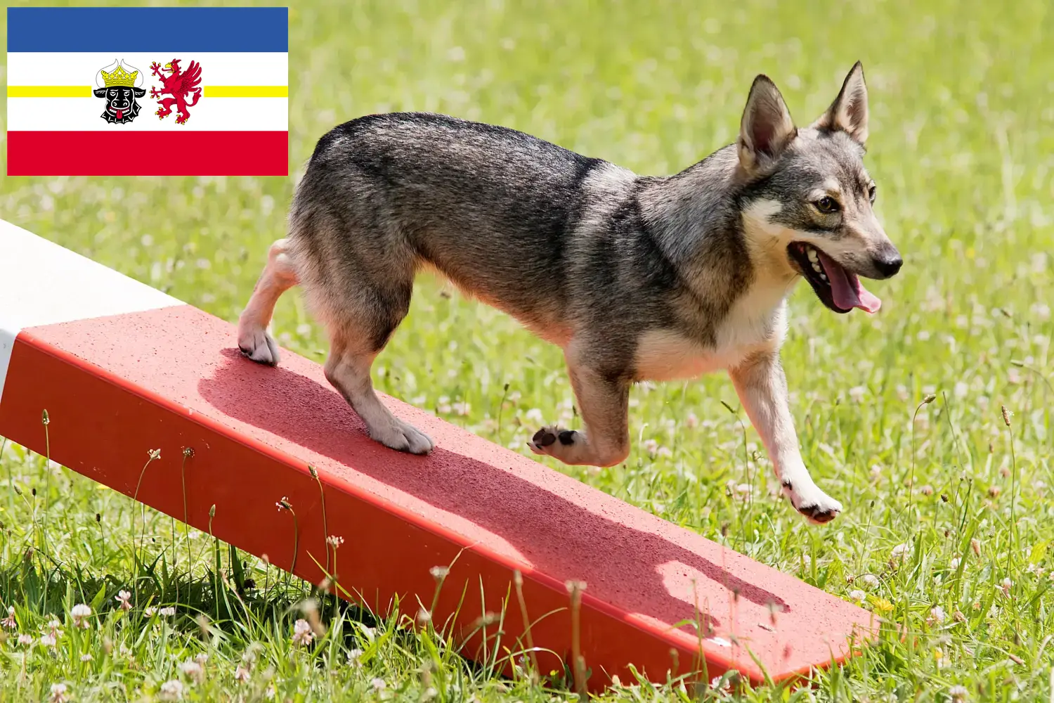 Read more about the article Mecklenburg-Vorpommern’de Västgötaspets yetiştiricileri ve köpek yavruları