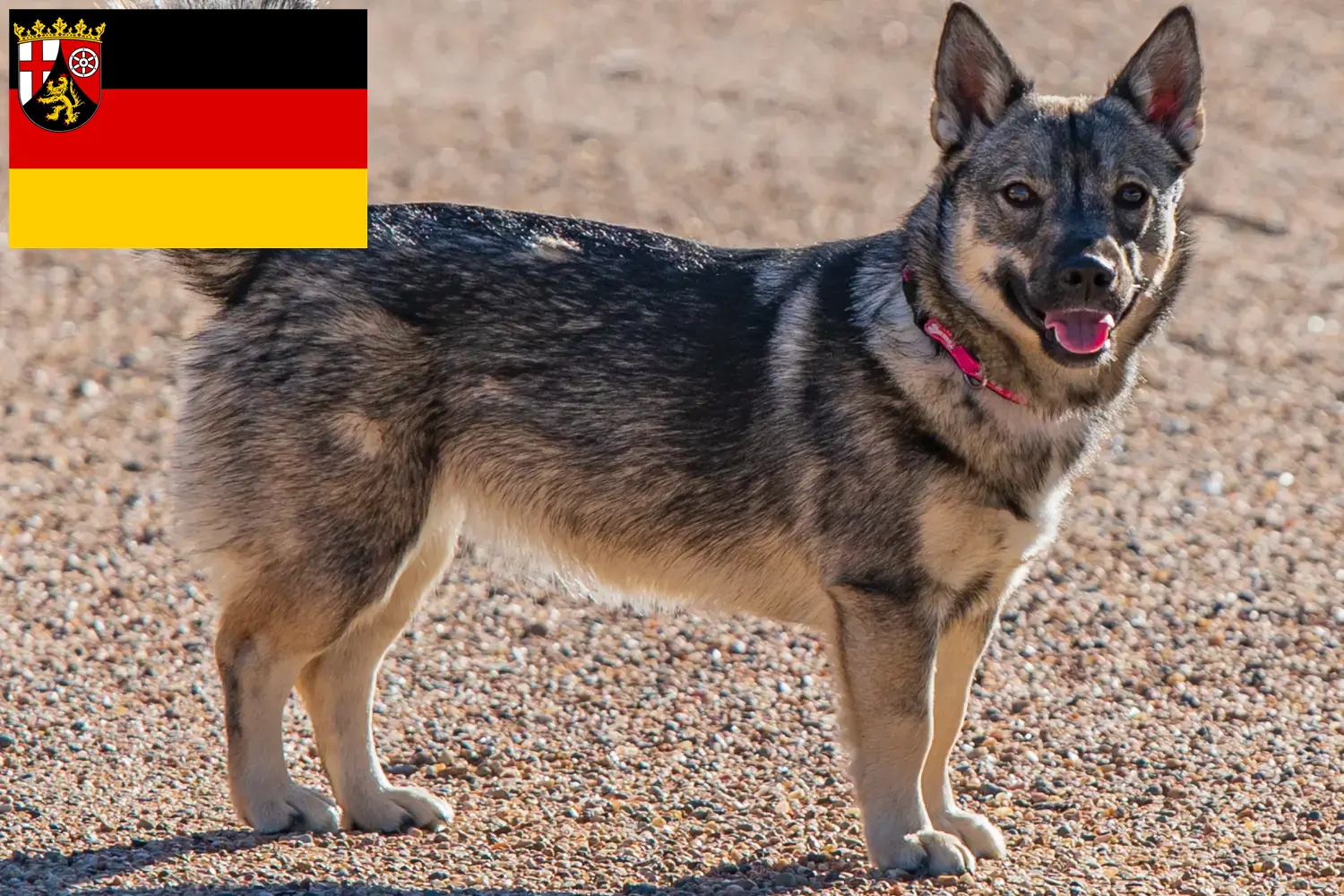 Read more about the article Rheinland-Pfalz’da Västgötaspets yetiştiricileri ve köpek yavruları