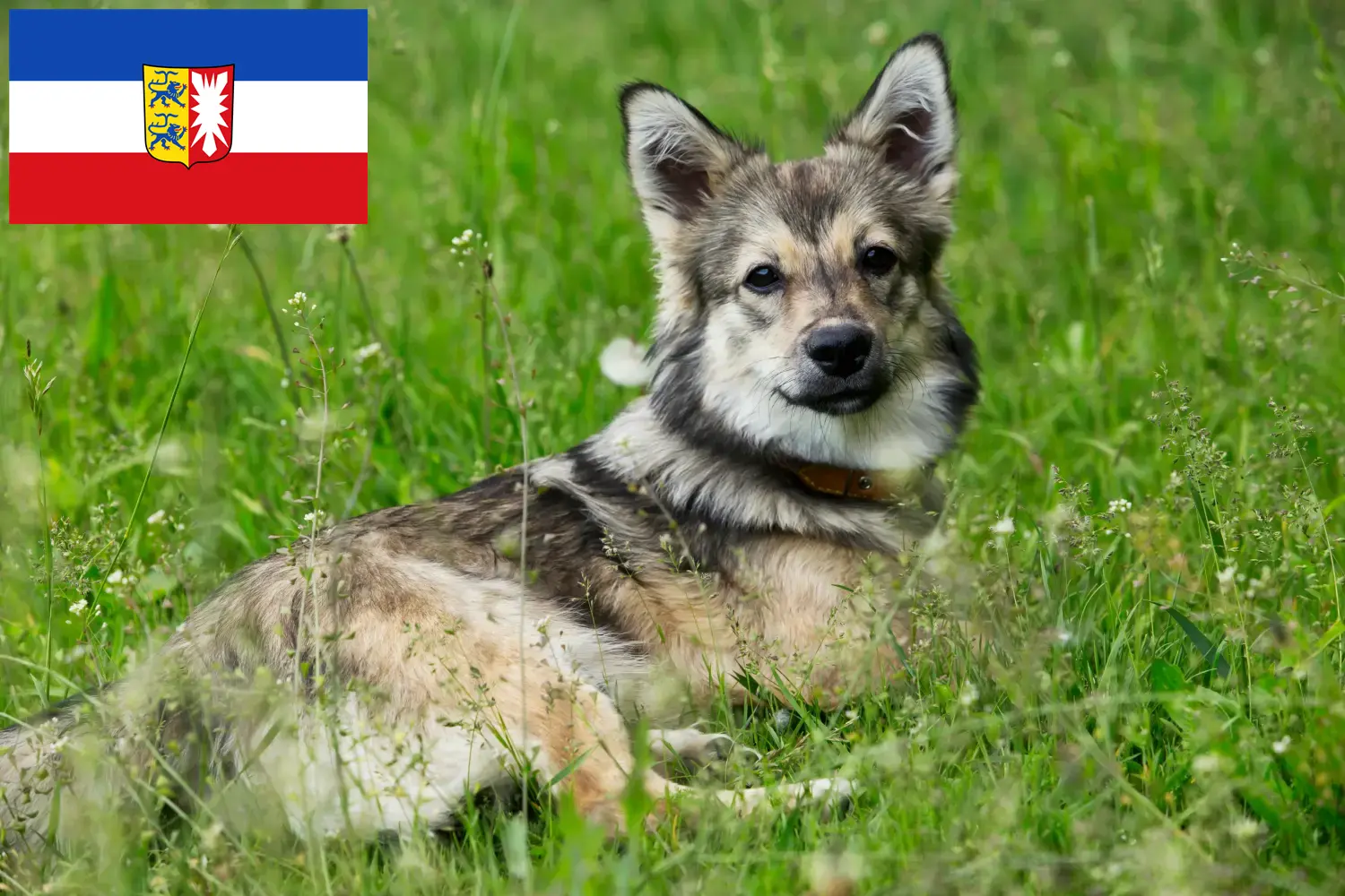 Read more about the article Schleswig-Holstein’da Västgötaspets yetiştiricileri ve köpek yavruları