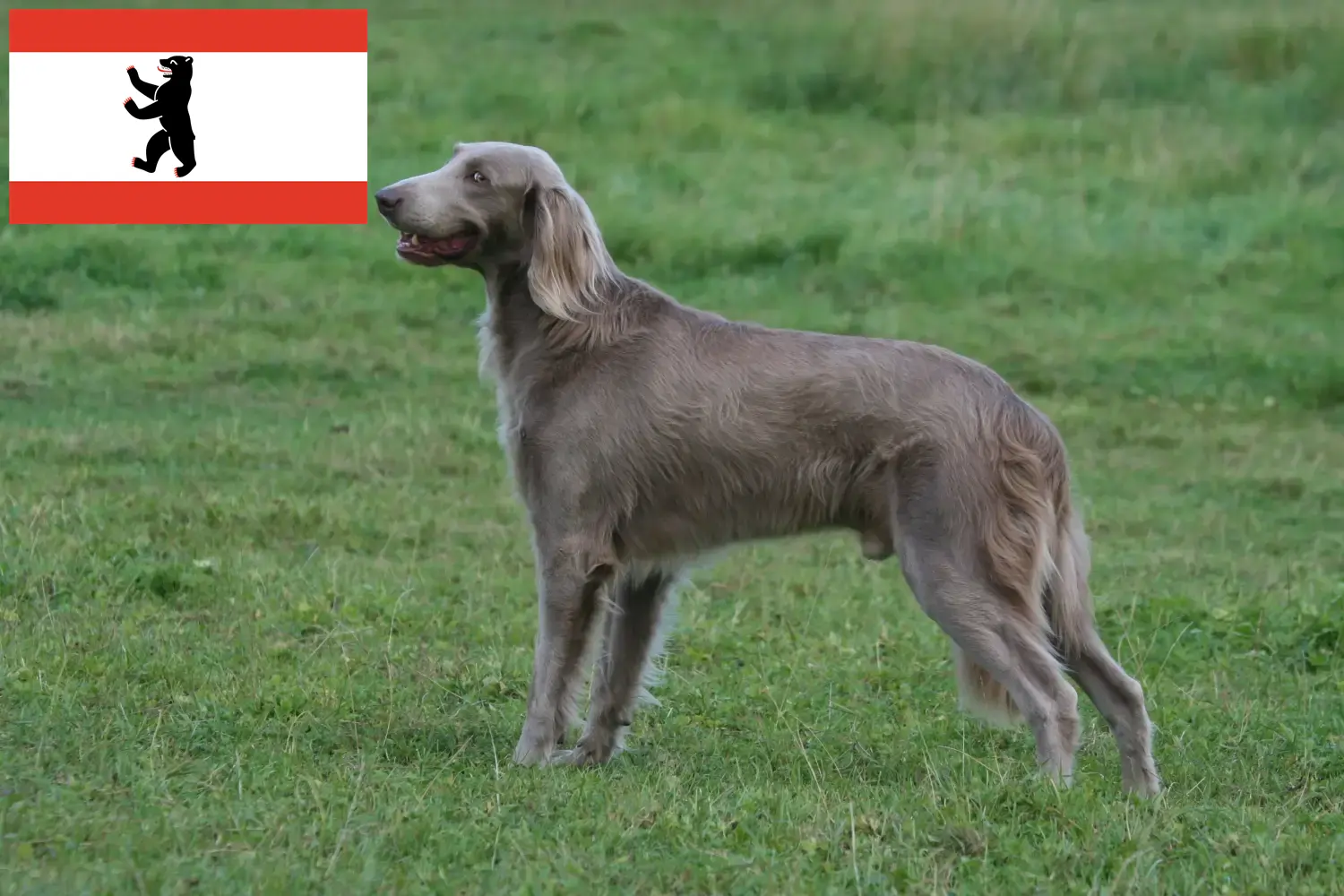 Weimaraner yavruları ve yetiştiricileri Berlin Burada Berlin'deki Weimaraner yetiştiricilerini bulabilirsiniz.