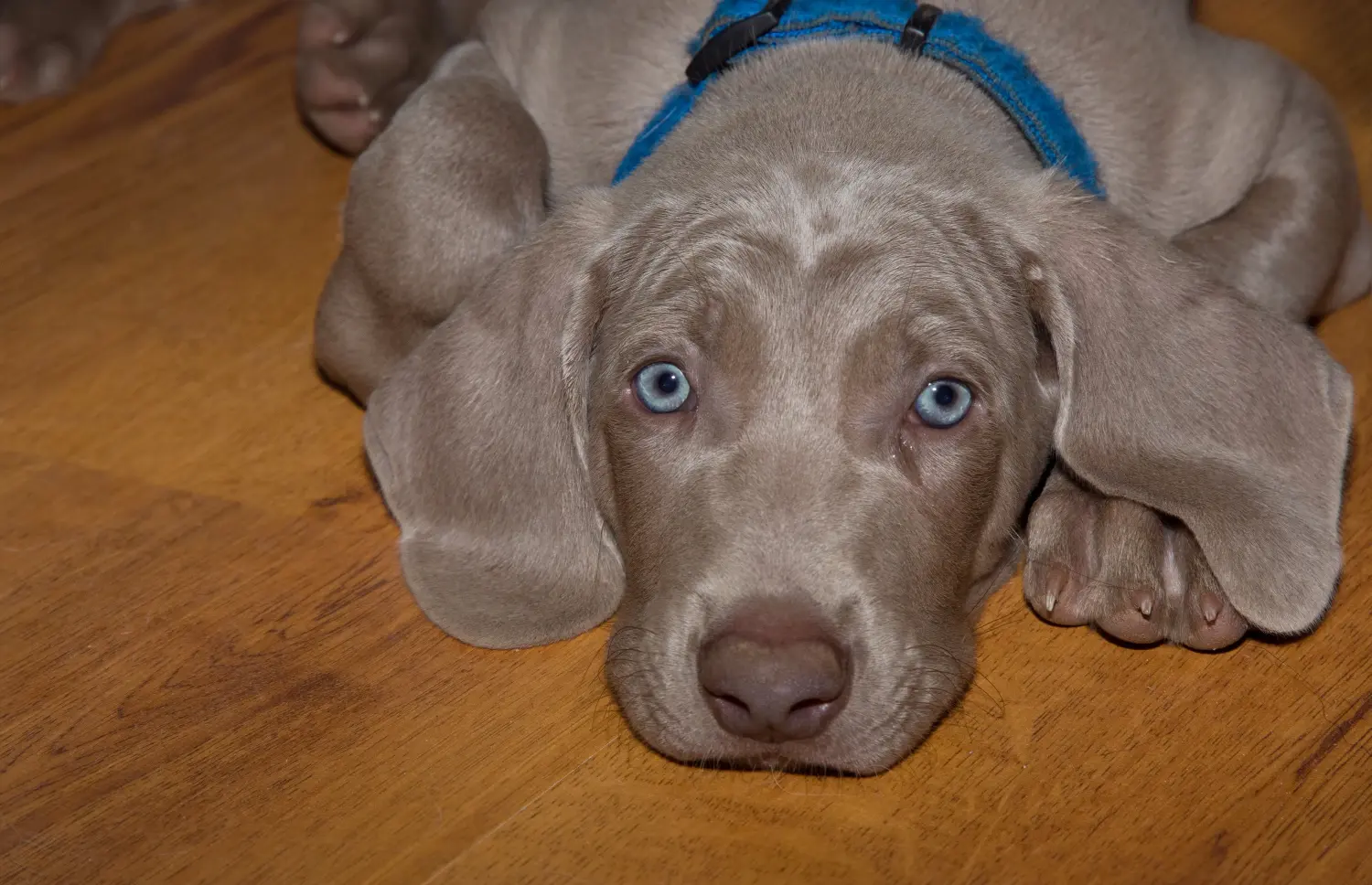 Bir Weimaraner yavrusu satın almak sorumluluk almak demektir! Weimaraner yavruları satın alın.
