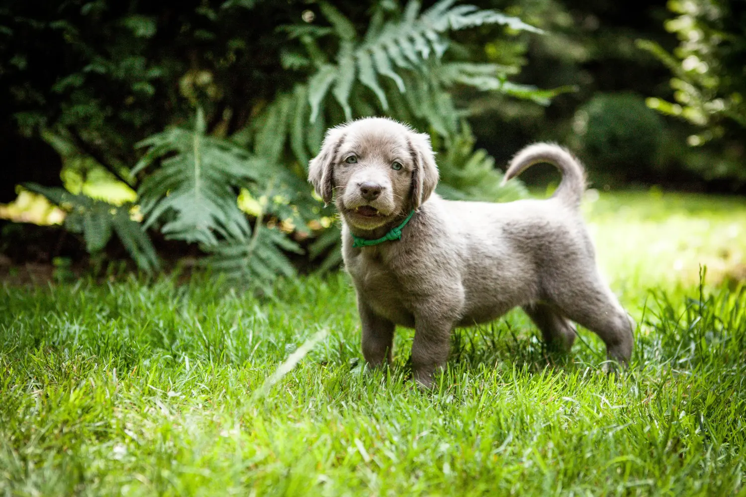 Bir Weimaraner yavrusu satın almak sorumluluk almak demektir! Weimaraner yavruları satın alın.