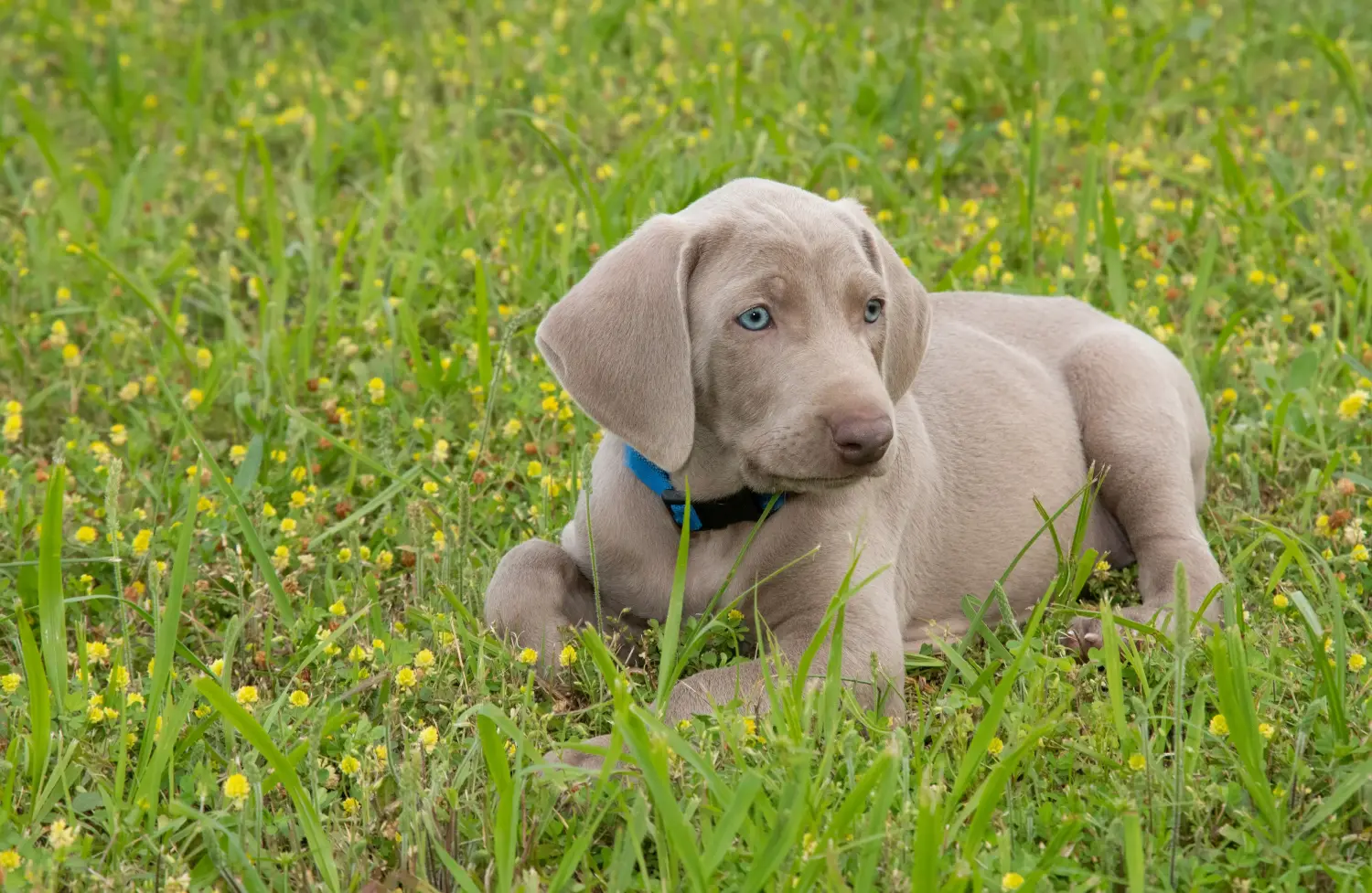 Bir Weimaraner yavrusu satın almak sorumluluk almak demektir! Weimaraner yavruları satın alın.