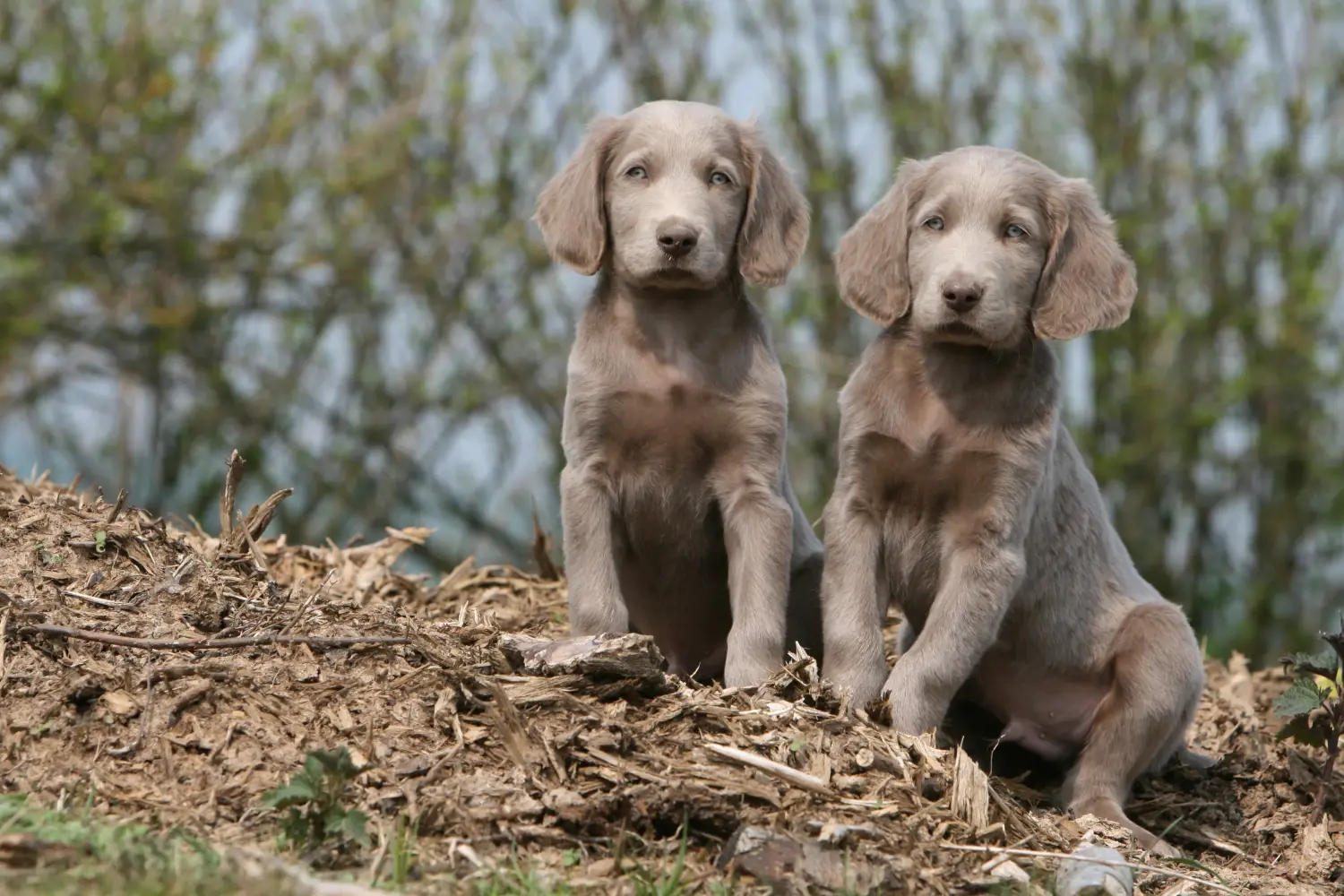 Bir Weimaraner yavrusu satın almak sorumluluk almak demektir! Weimaraner yavruları satın alın.