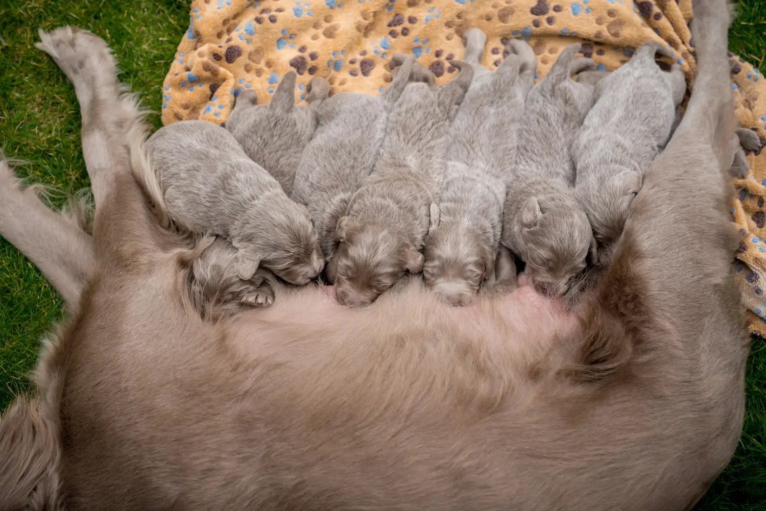 Bir Weimaraner yavrusu satın almak sorumluluk almak demektir! Weimaraner yavruları satın alın.