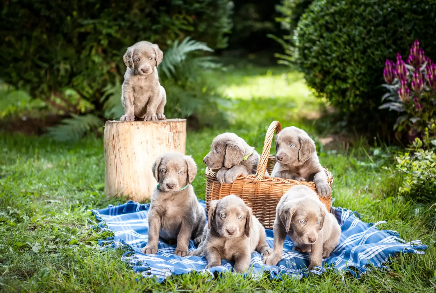 Bir Weimaraner yavrusu satın almak sorumluluk almak demektir! Weimaraner yavruları satın alın.