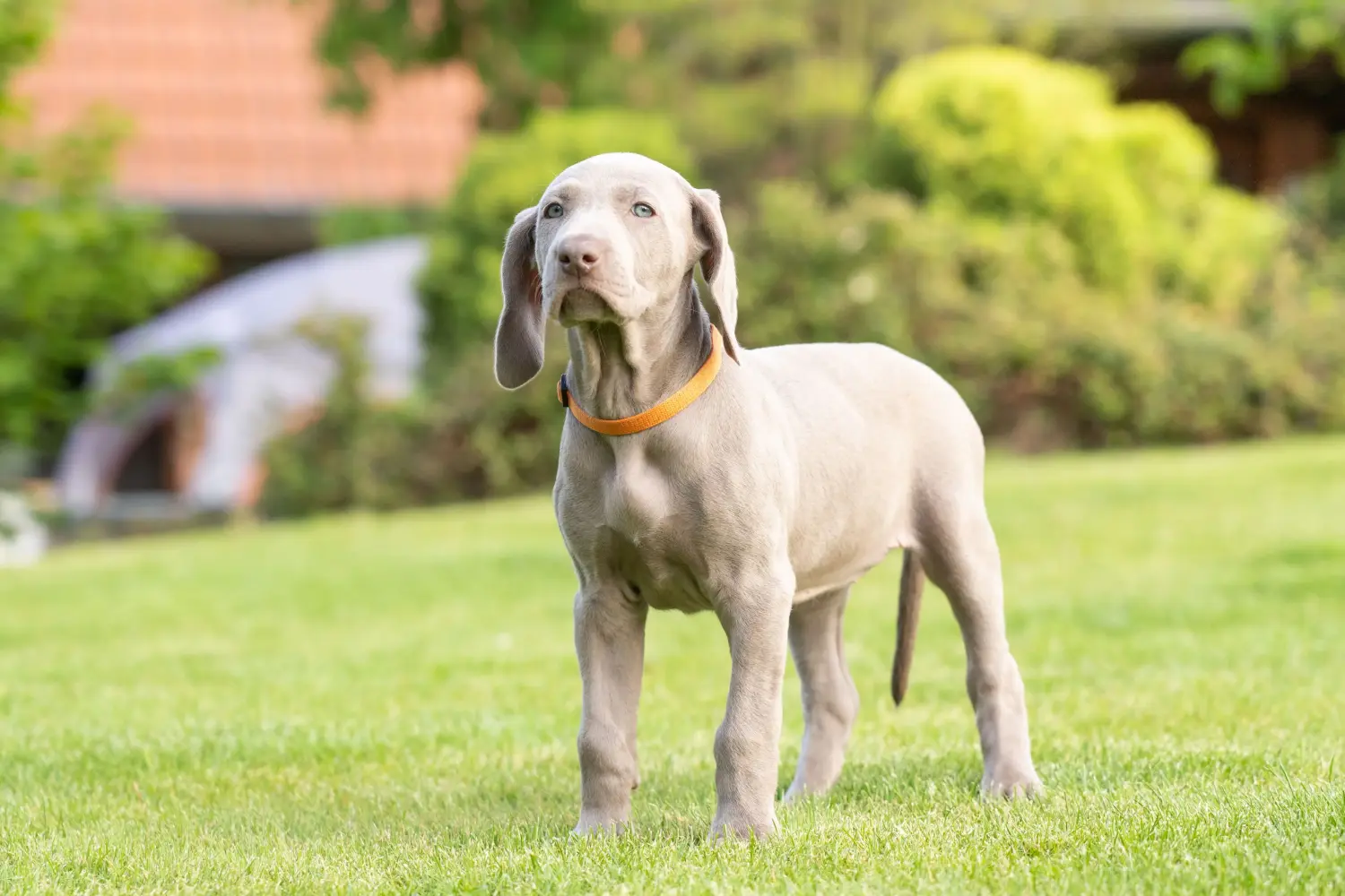 Bir Weimaraner yavrusu satın almak sorumluluk almak demektir! Weimaraner yavruları satın alın.