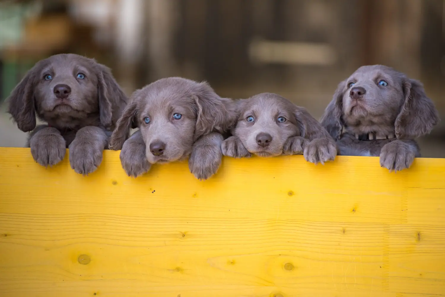 Bir Weimaraner yavrusu satın almak sorumluluk almak demektir! Weimaraner yavruları satın alın.