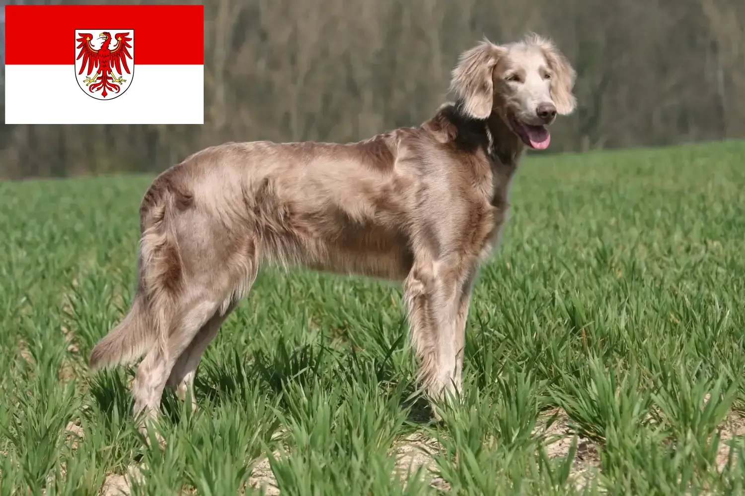 Read more about the article Brandenburg’da Weimaraner yetiştiricileri ve köpek yavruları