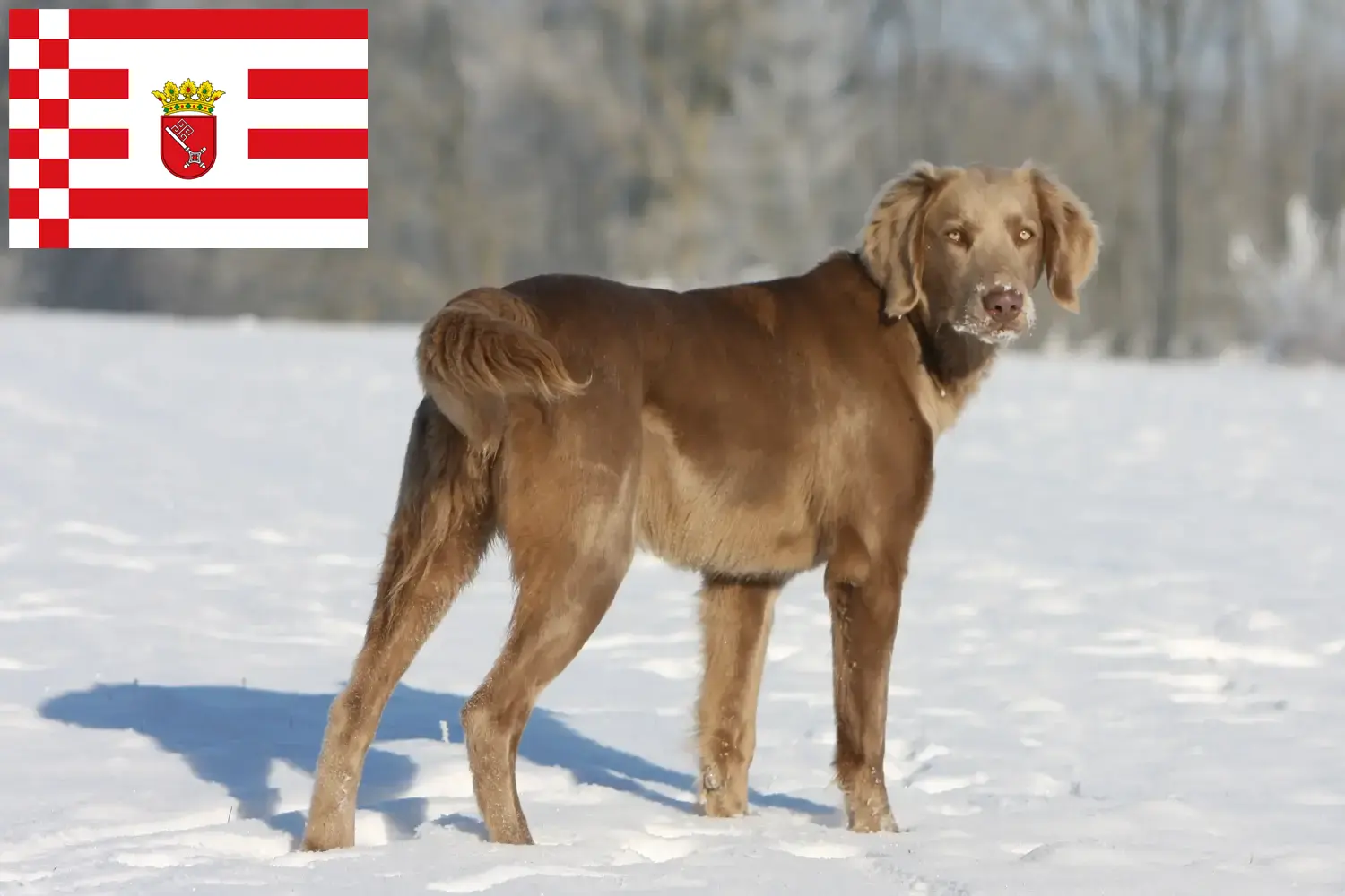 Read more about the article Bremen’de Weimaraner yetiştiricileri ve köpek yavruları