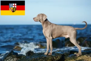 Read more about the article Saarland’da Weimaraner yetiştiricileri ve köpek yavruları