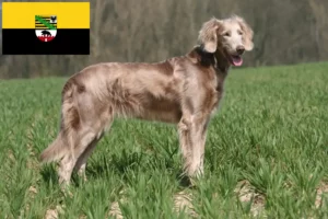 Read more about the article Saxony-Anhalt’da Weimaraner yetiştiricileri ve köpek yavruları