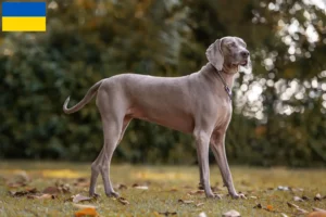Read more about the article Ukrayna’da Weimaraner yetiştiricileri ve yavru köpekler
