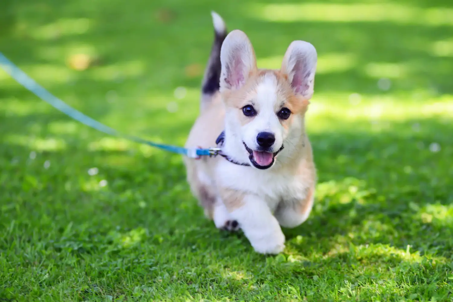 Welsh Corgi yavrusu satın almak sorumluluk almak demektir! Welsh Corgi yavruları satın alın.