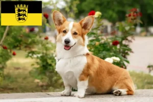 Read more about the article Baden-Württemberg’de Welsh Corgi yetiştiricileri ve köpek yavruları
