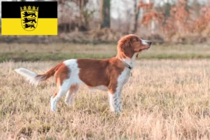 Read more about the article Baden-Württemberg’de Welsh Springer Spaniel yetiştiricileri ve köpek yavruları