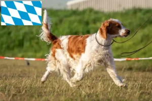 Read more about the article Bavyera’da Welsh Springer Spaniel yetiştiricileri ve köpek yavruları