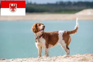 Read more about the article Brandenburg’da Welsh Springer Spaniel yetiştiricileri ve köpek yavruları