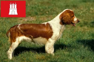 Read more about the article Hamburg’da Welsh Springer Spaniel yetiştiricileri ve köpek yavruları