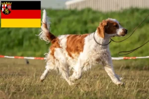 Read more about the article Rhineland-Palatinate’de Welsh Springer Spaniel yetiştiricileri ve köpek yavruları