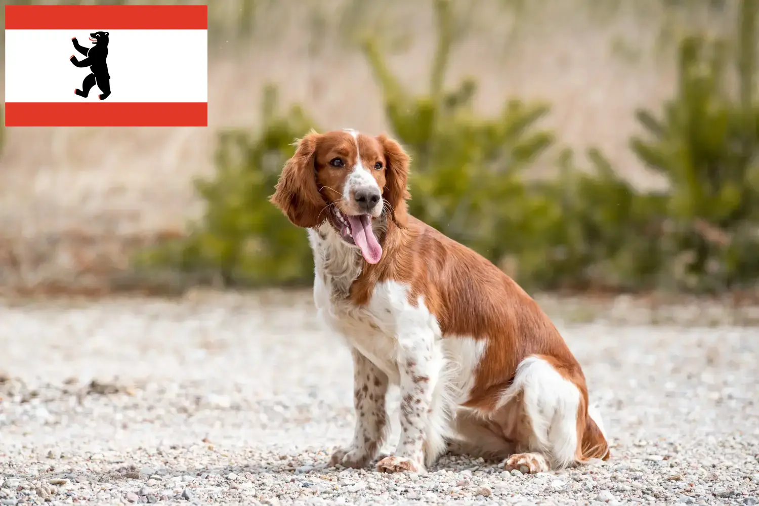 Read more about the article Berlin’de Welsh Springer Spaniel yetiştiricileri ve köpek yavruları