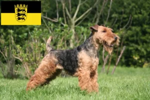 Read more about the article Baden-Württemberg’de Welsh Terrier yetiştiricileri ve köpek yavruları