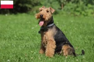 Read more about the article Polonya’da Welsh Terrier yetiştiricileri ve köpek yavruları