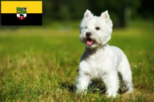 Read more about the article Saxony-Anhalt’da Westie yetiştiricileri ve köpek yavruları
