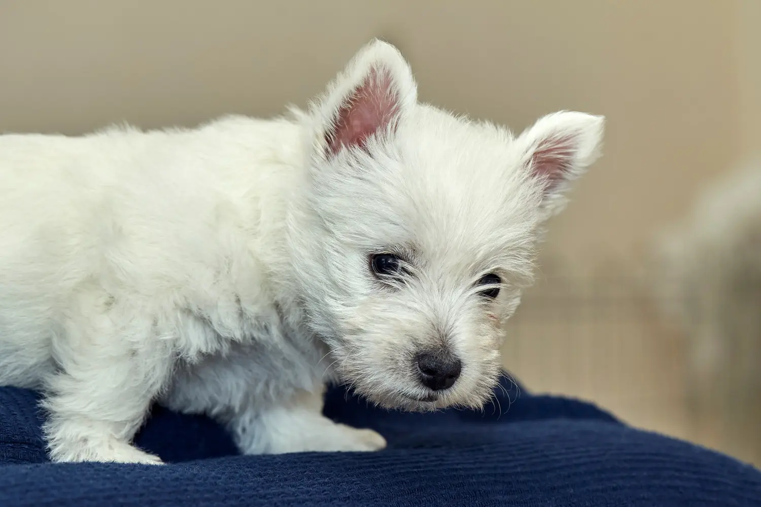 Bir Westie yavrusu satın almak sorumluluk almak demektir! Westie yavruları satın alın.