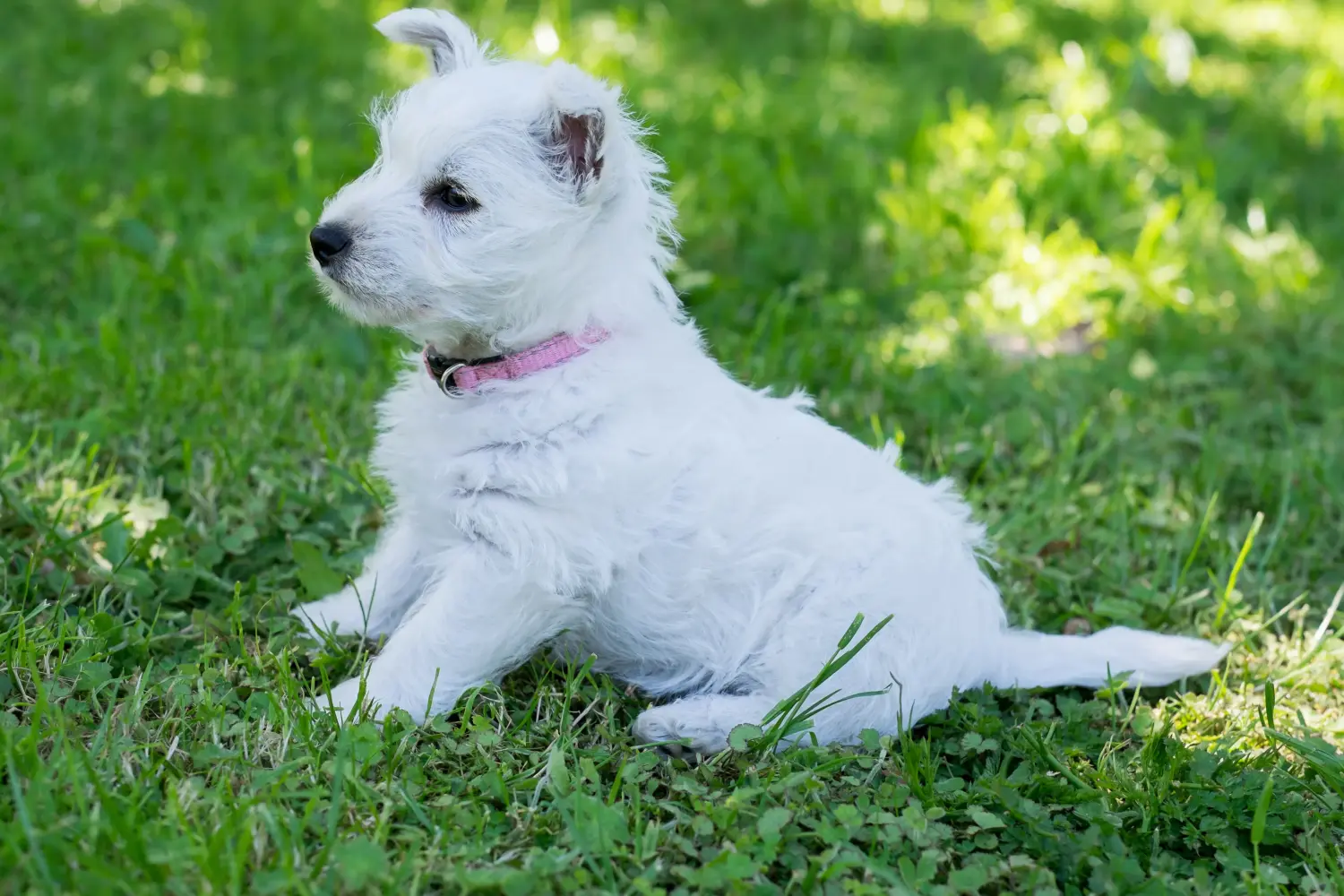 Bir Westie yavrusu satın almak sorumluluk almak demektir! Westie yavruları satın alın.