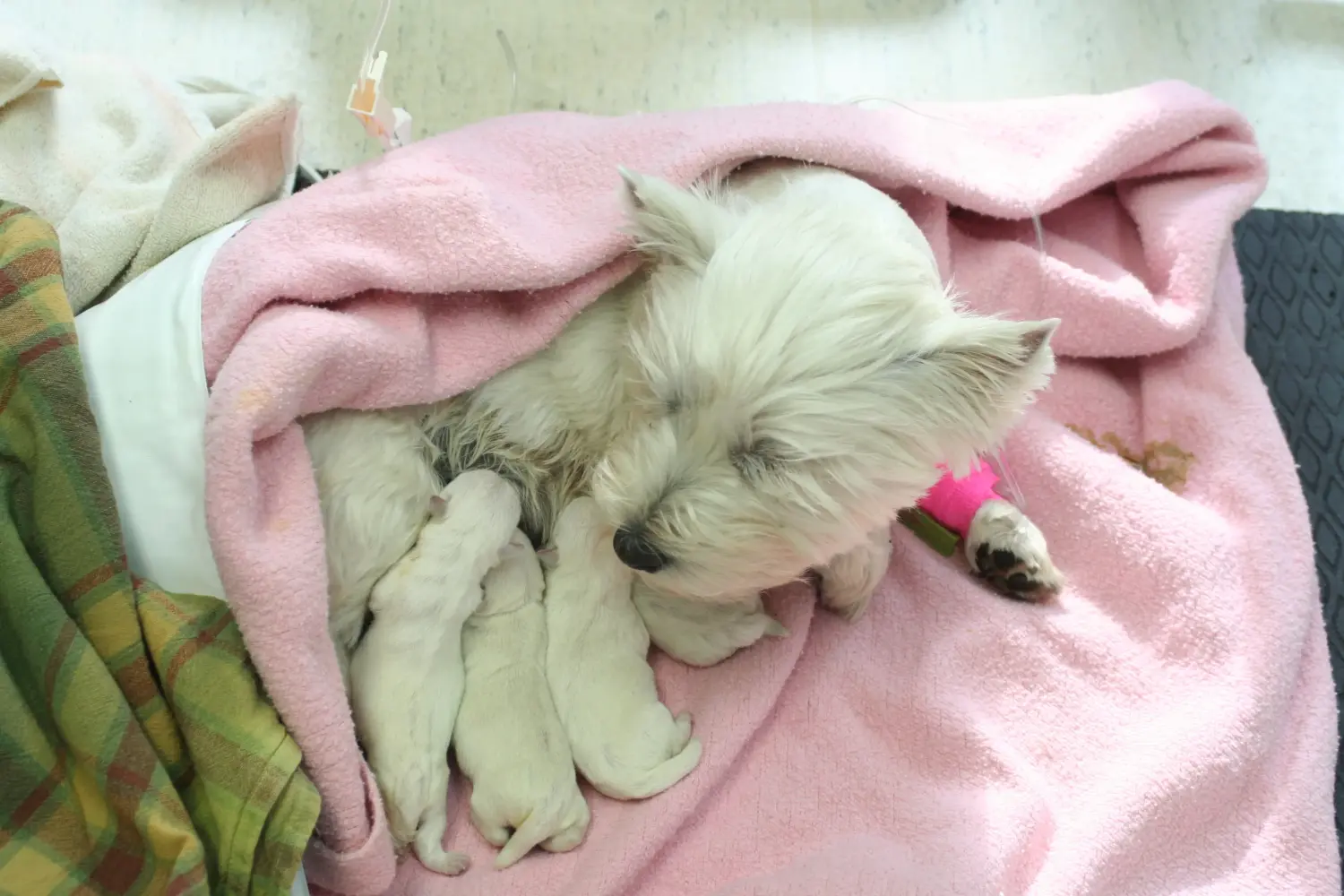 Bir Westie yavrusu satın almak sorumluluk almak demektir! Westie yavruları satın alın.