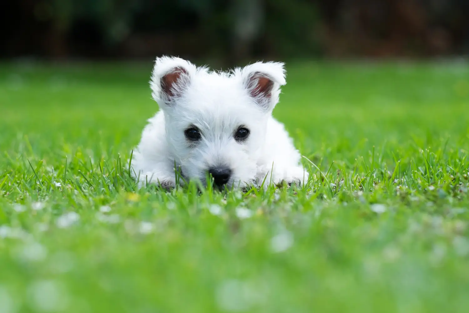 Bir Westie yavrusu satın almak sorumluluk almak demektir! Westie yavruları satın alın.
