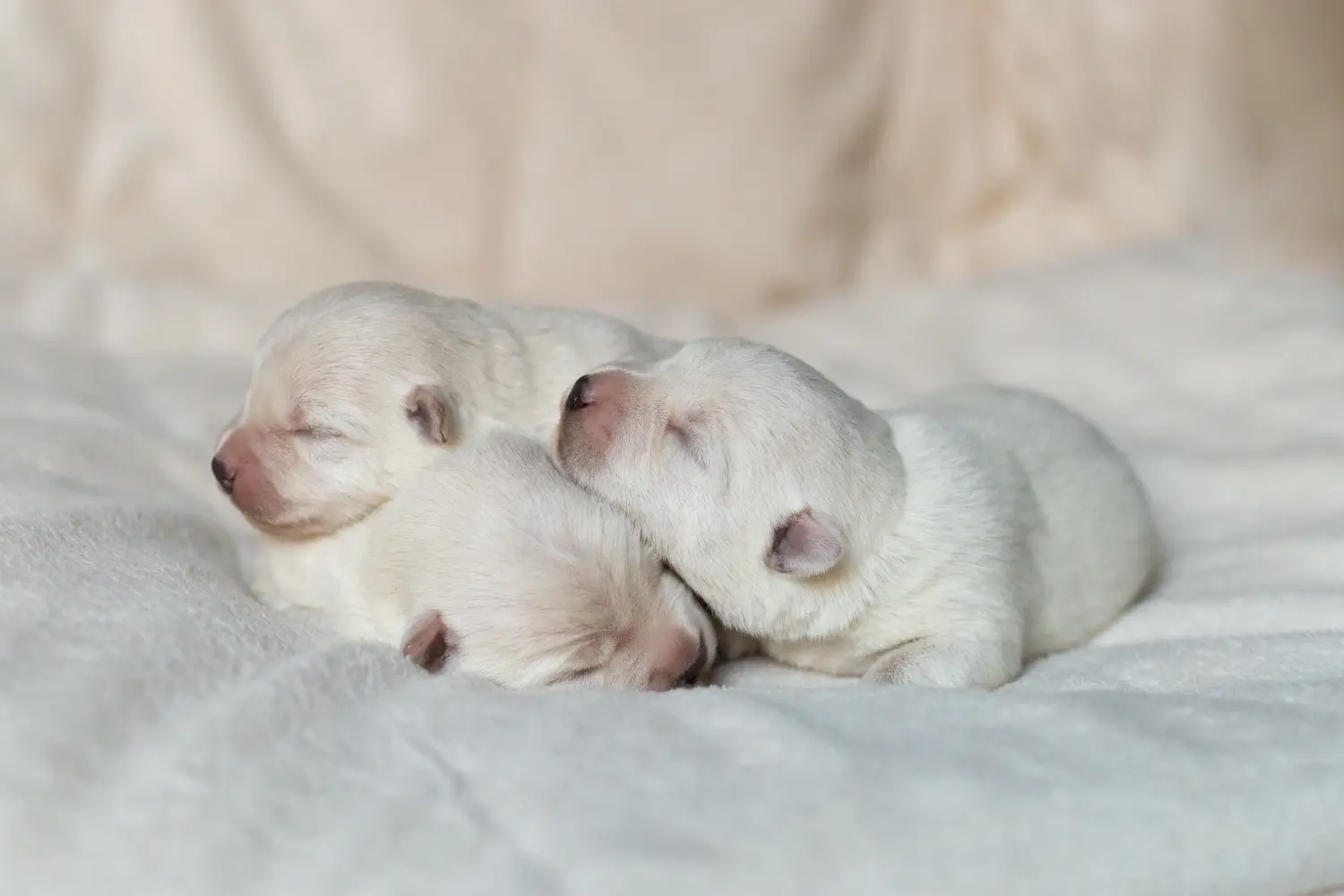 Bir Westie yavrusu satın almak sorumluluk almak demektir! Westie yavruları satın alın.